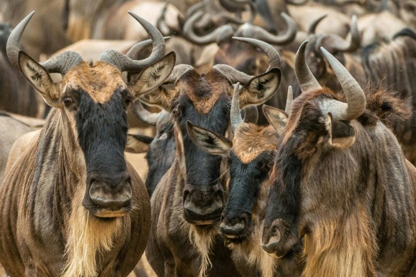 A portrait of several wildebeest in the Serengeti.