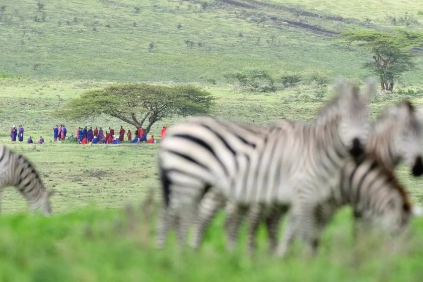 Local Maasai people gather under a tree with a zebra in the foreground.
