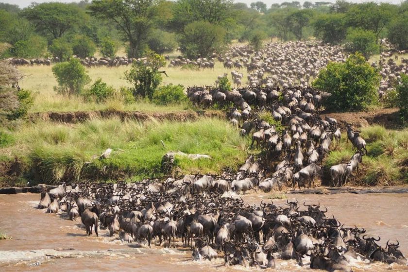 A wildebeest herd crosses the Mara River.