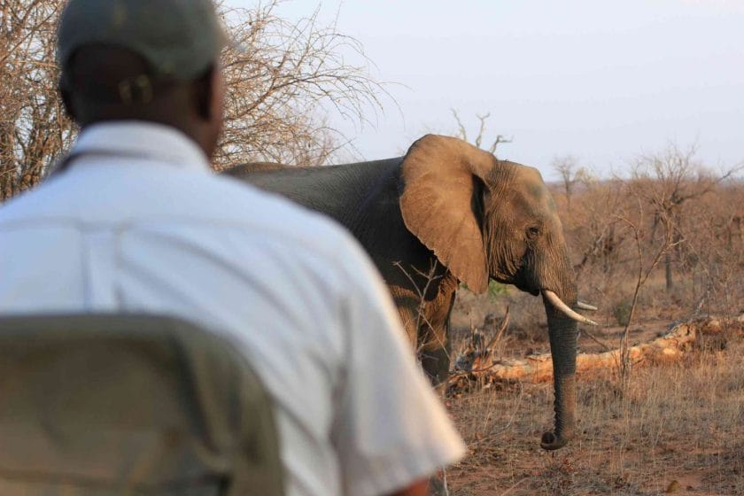 A game ranger observes an elephant.