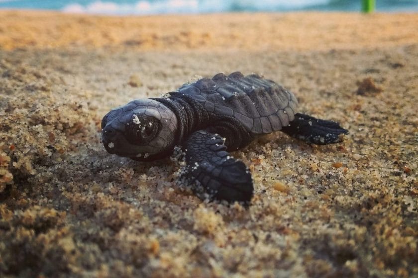 A sea turtle hatchling on a beach.