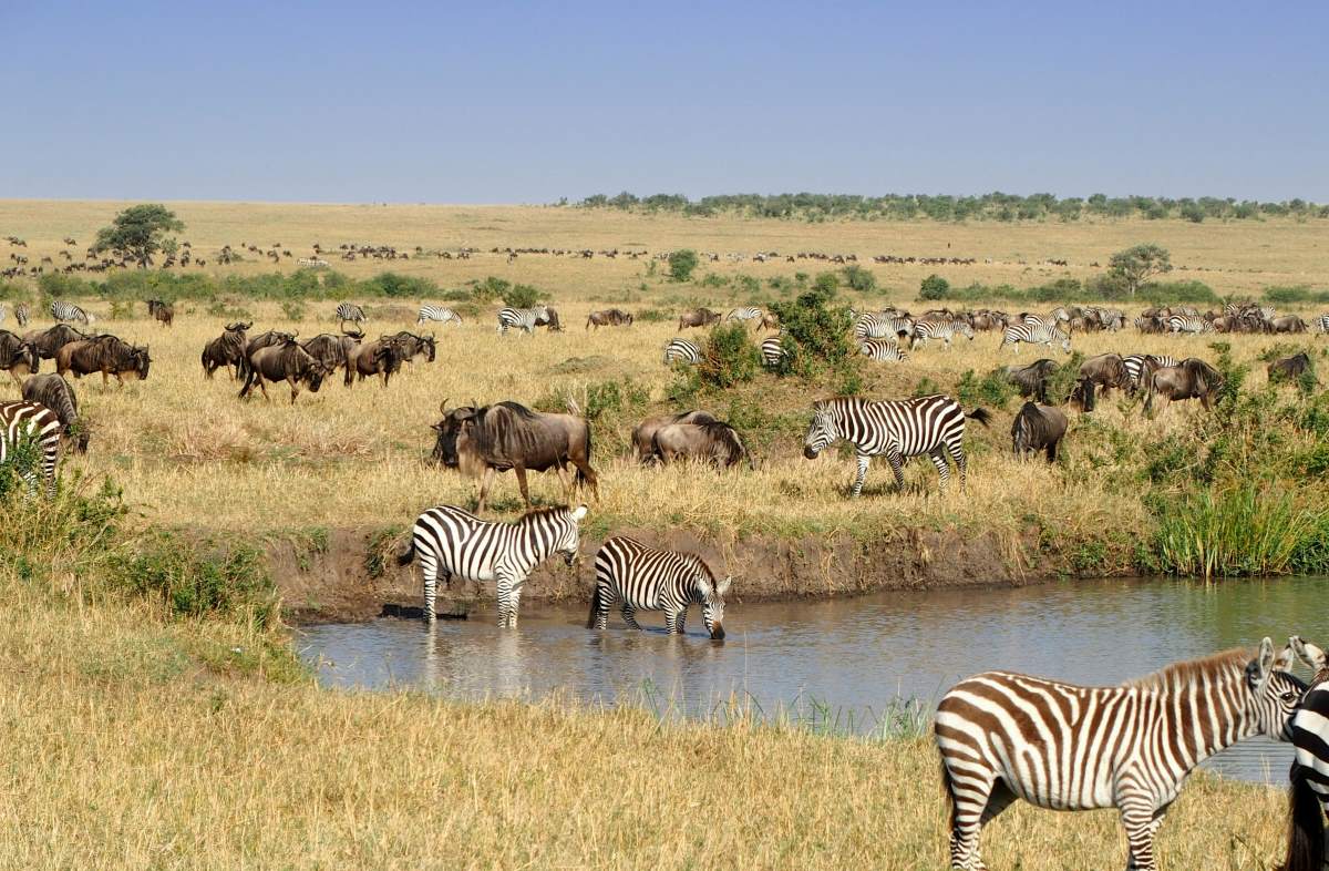 Travel News Digest, 3 May: Flooding in the Maasai Mara, Turtles Rescued in Cape Town