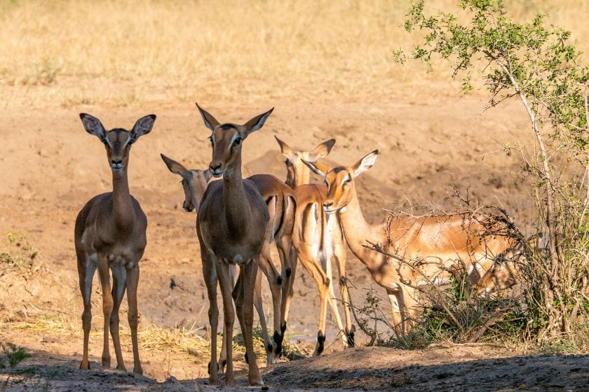 Impalas in the Hluhluwe-iMfolozi Park, South Africa | Photo credit: Louis Michel DESERT via Canva
