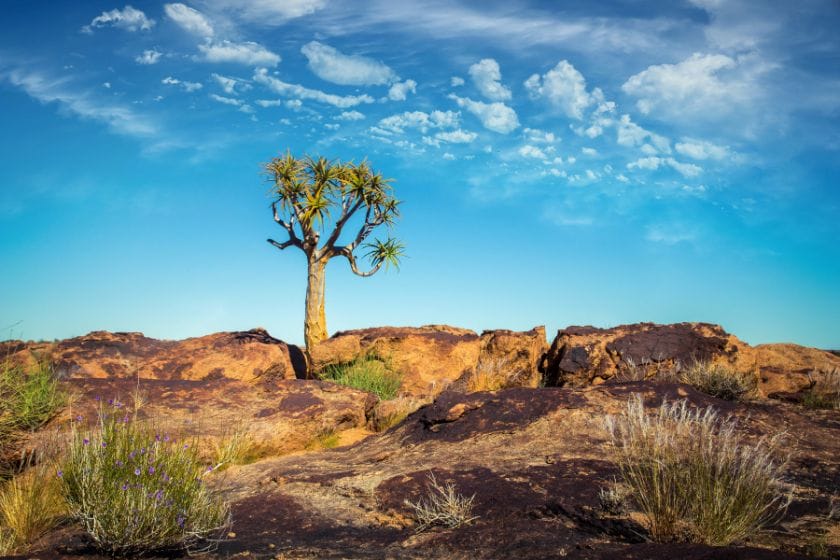 Quiver Tree in the Northern Cape, South Africa | Photo credit: Anina Lonte via Canva