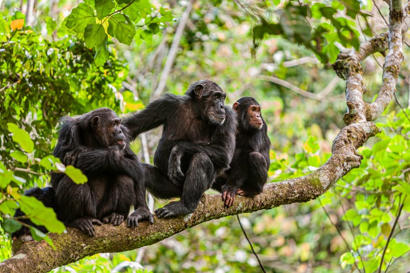 Chimp Family in Mahale Mountains National Park, Tanzania Photo credit Gary Sandy Wales