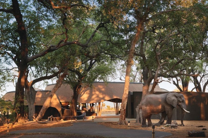 botswana safari travel blog