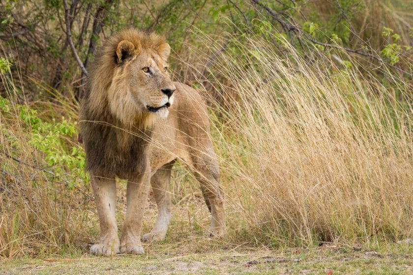 Lion in Moremi Game Reserve, Botswana.