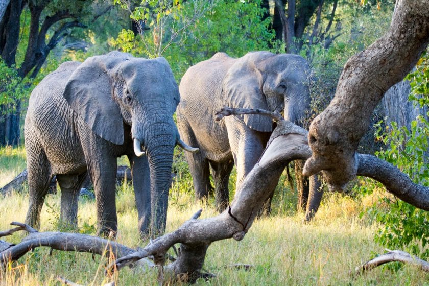 Elephants in Moremi Game Reserve, Botswana.