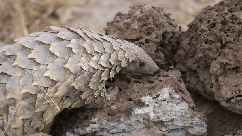Pangolin scratching for for ants and termites.