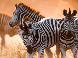 Zebra's in the wild