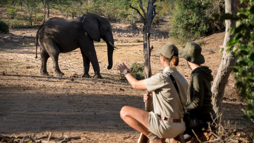Observing an elephant on a walking safari in the Kruger National Park, South Africa.