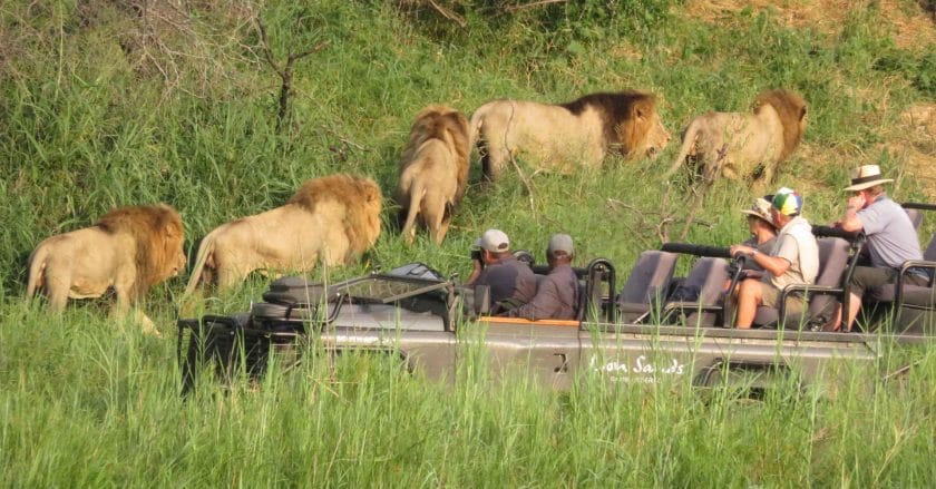 Safari vehicle observing lions in Sabi Sands Game Reserve.