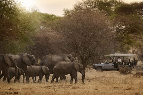 swala safari camp
