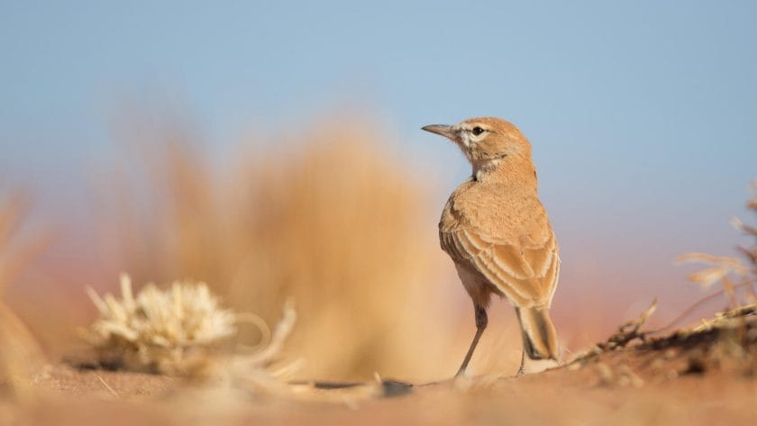 desert safari bird