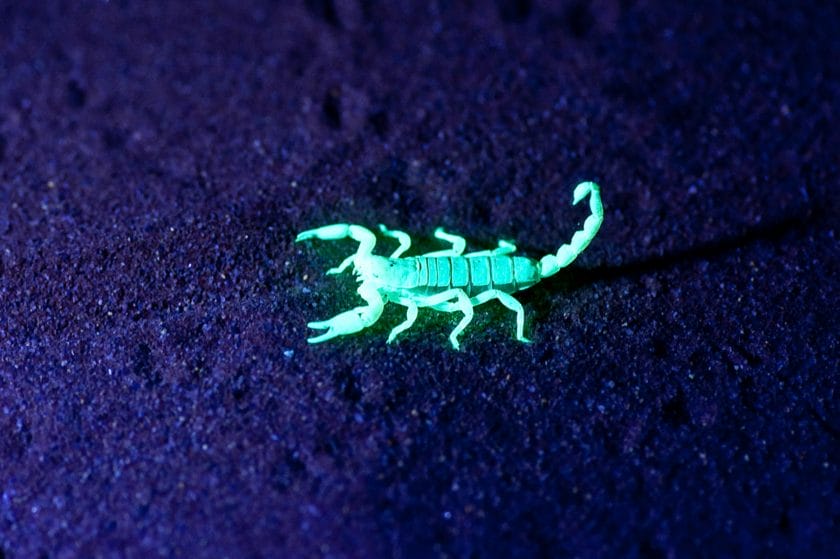 Scorpion_night.jpg