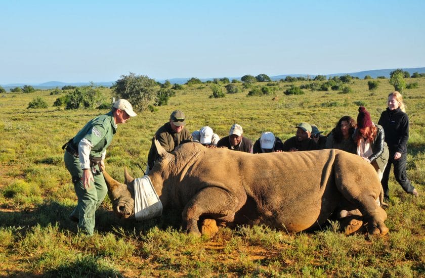 Rhino conservation efforts in action.