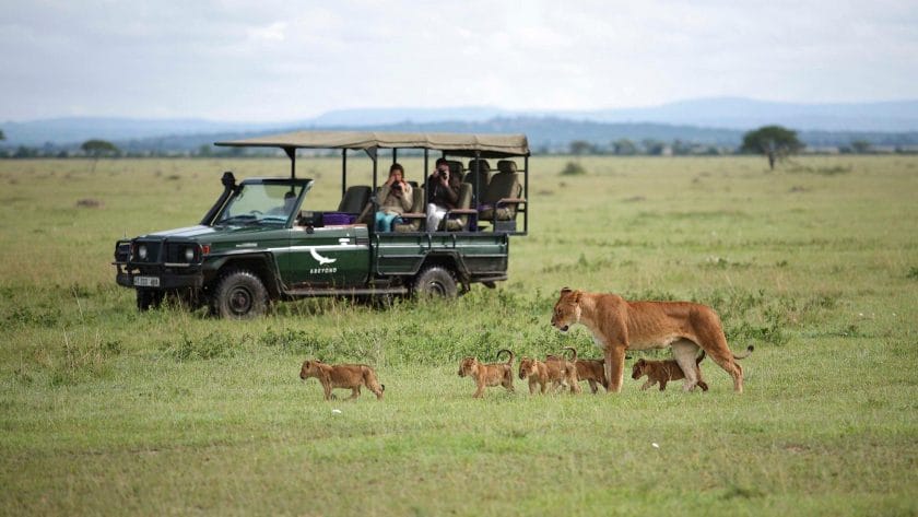 Safari vehicle observing a lioness and cubs in Tanzania | Photo credit: AndBeyond