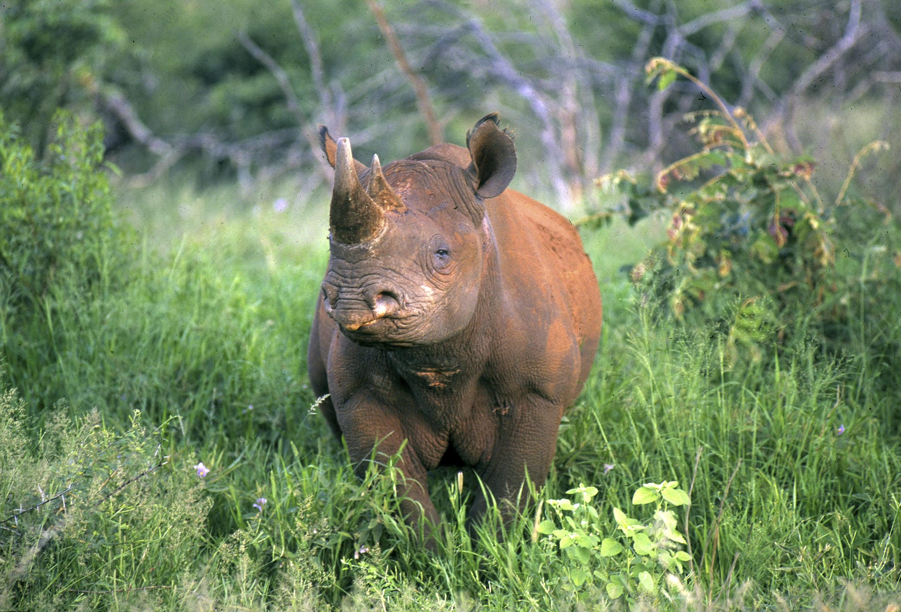 Addo Deploys AI Collar Tracking to Combat Rhino Poaching