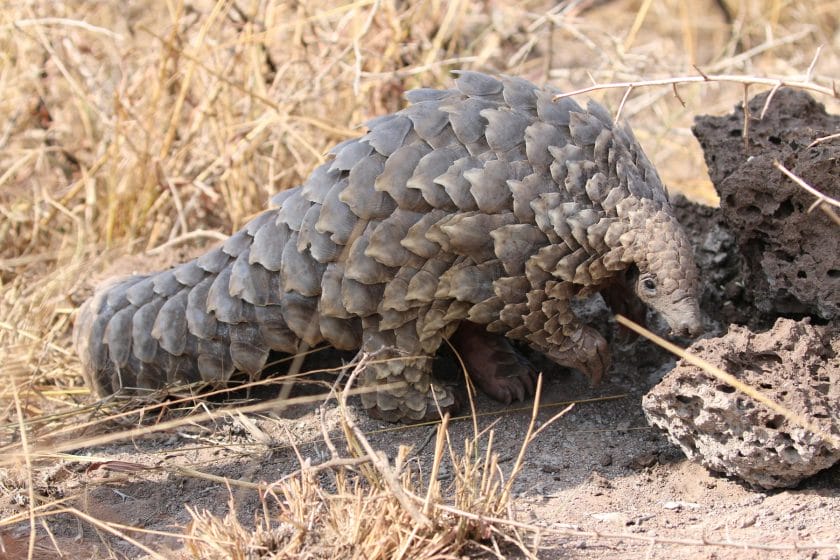 Pangolin in Phinda Private Game Reserve, South Africa.
