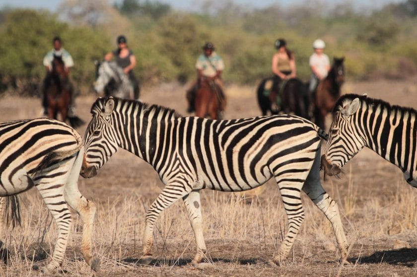 Group of people on a horseback safari observing a zebra | Photo credit: Mashatu