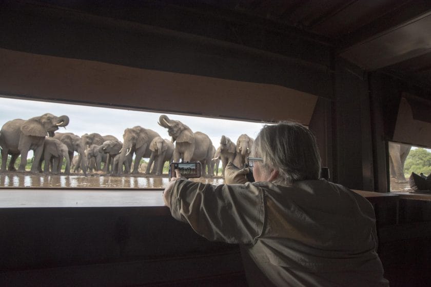 Observing elephants in the photographic mashatu in Tuli Game Reserve, Botswana