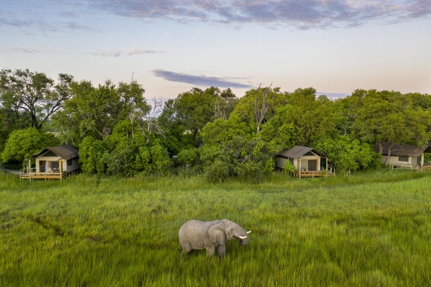 Elephant walking infront of Little Sable Camp, Botswana | Photo credit: Little Sable Camp