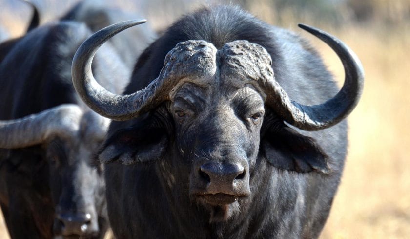 Buffalo in Mabula Game Reserve, South Africa.
