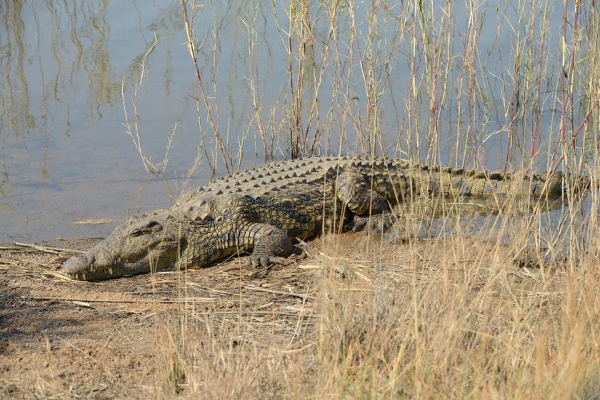 Crocodile in Mabula Game Reserve, South Africa.