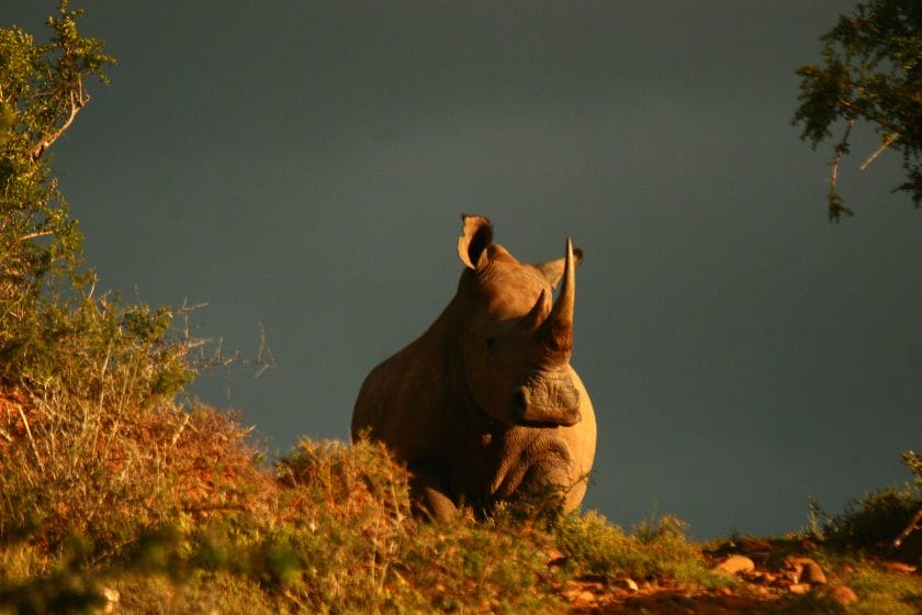 A curios white rhino.