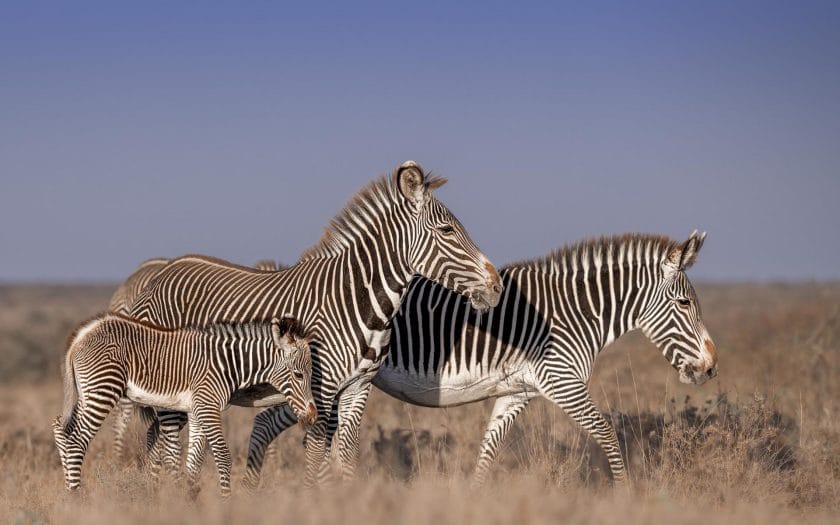 The endangered Grevy's zebra.