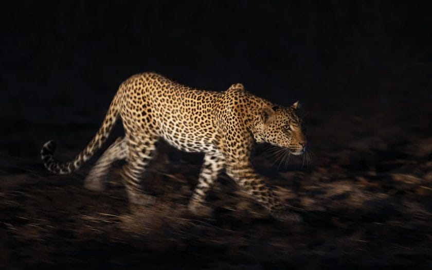 Spotting a leopard on a night game drive.