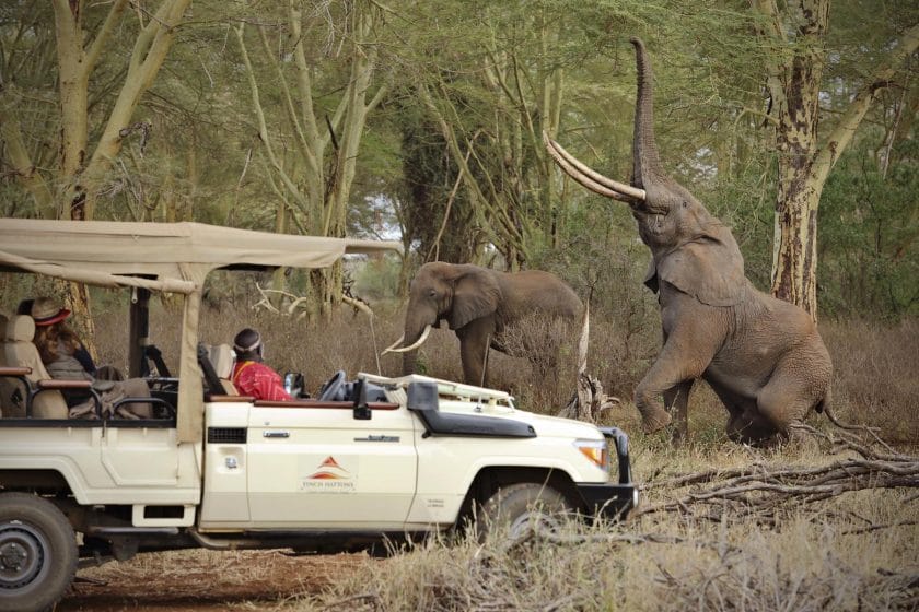 safari camp for sale kenya Game Drive at Finch Hattons