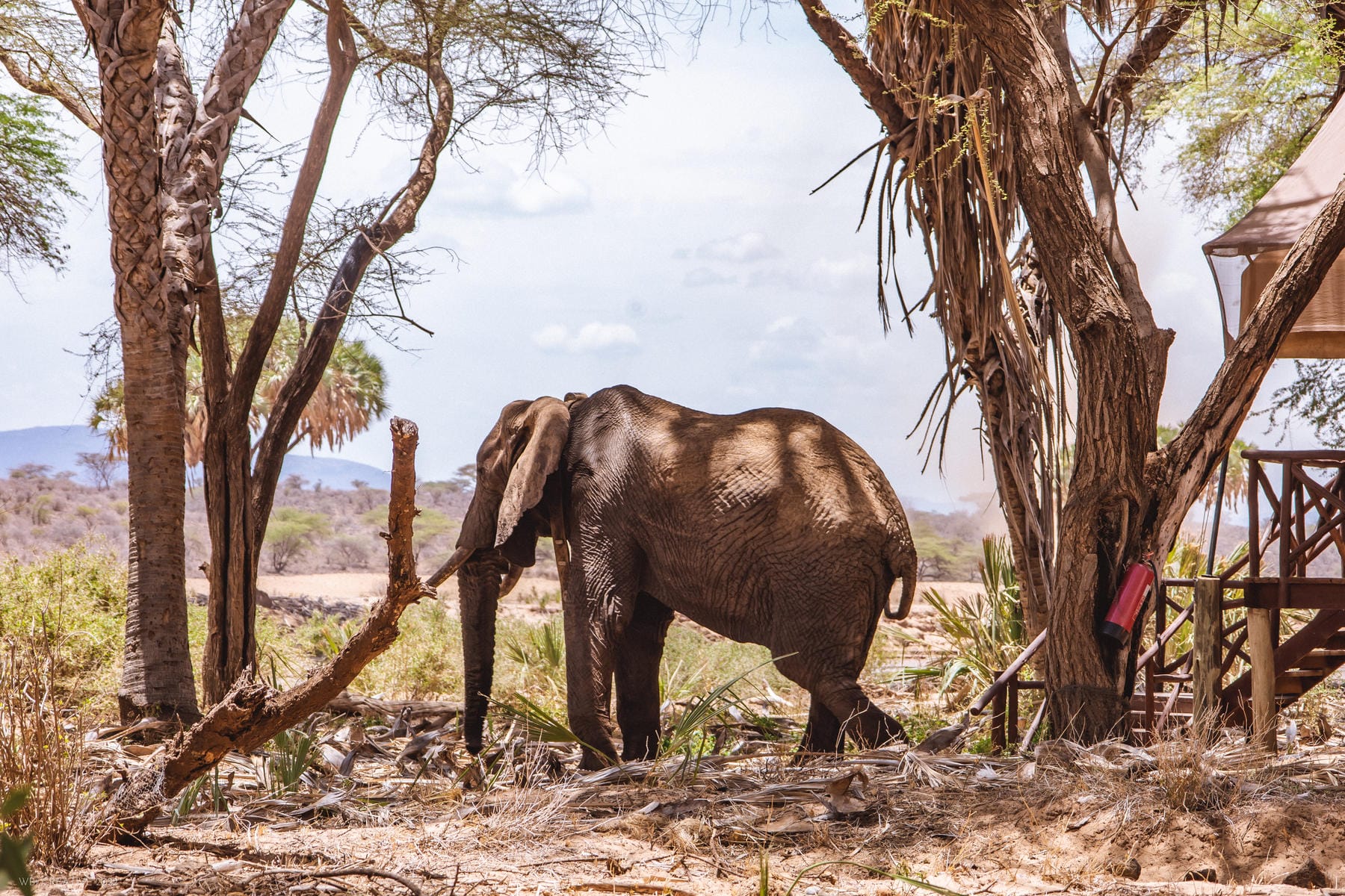 Elephant bedroom clearance