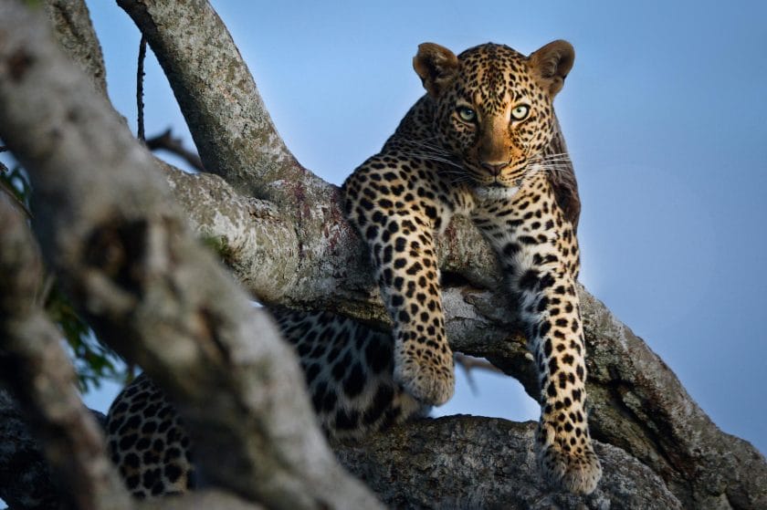 African leopard in a tree.