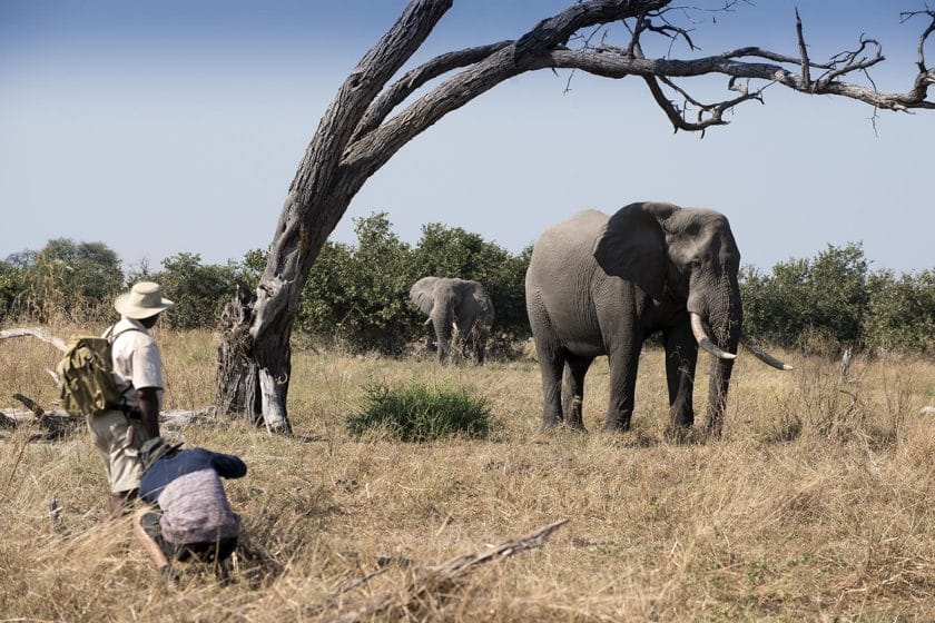 Tourists on a walking safari in Botswana observe an elephant | Photo credit: Khwai Tented Camp