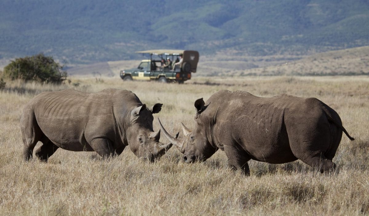 Rhino Disharmony: Uniting Creativity for Kruger Rhino Conservation
