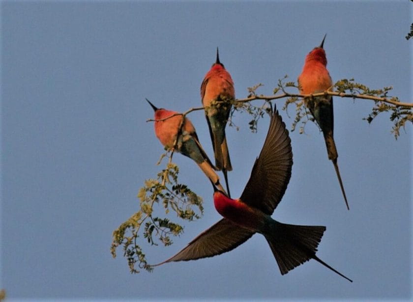 Bee Eaters South Africa
