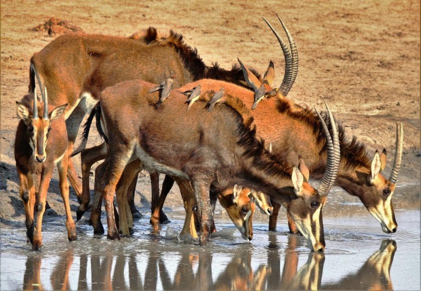 Herd of roan antelope drinking water.