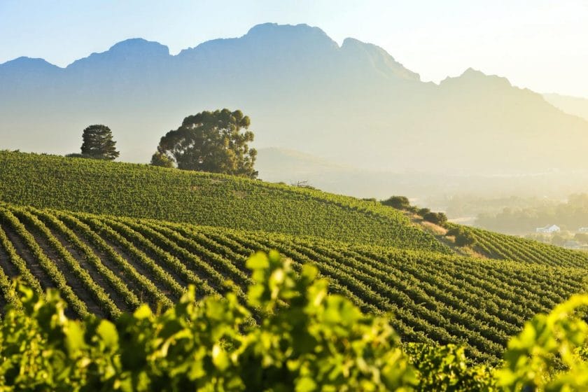 View of the Stellenbosch Vineyards | Photo credit: Stellenbosch Wine Routeswines