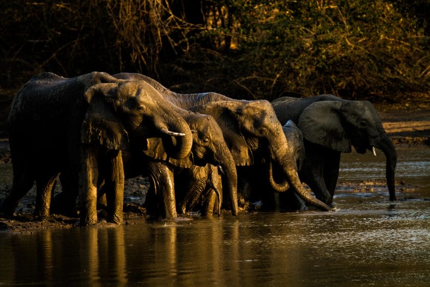 Elephant herd drinking from Kanga Pa Watering Hole. Photo credit: African Bush Camps