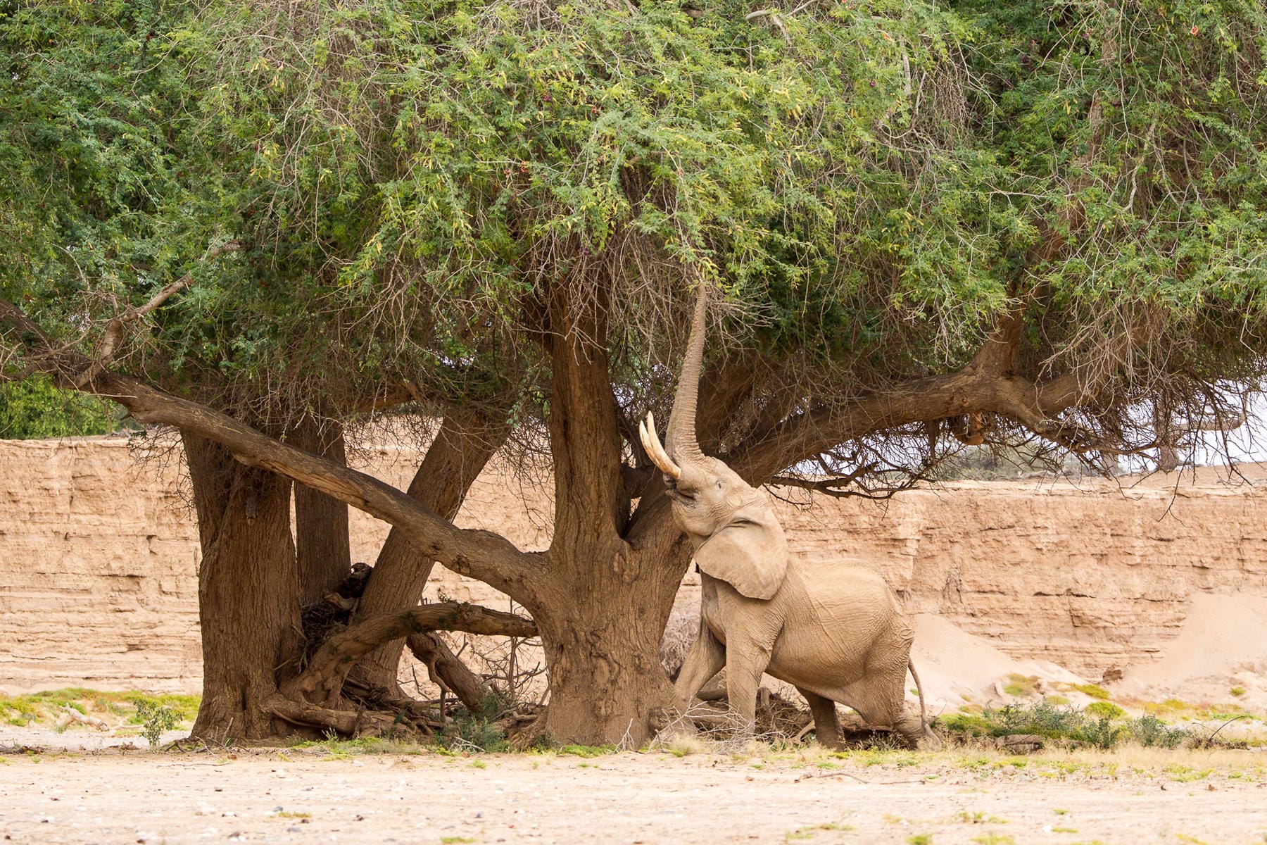 Wilderness Hoanib Skeleton Coast Camp | Discover Africa