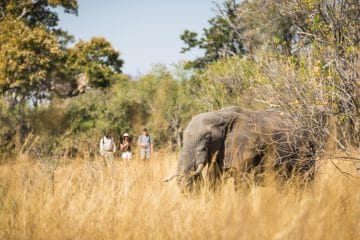 botswana safari holidays