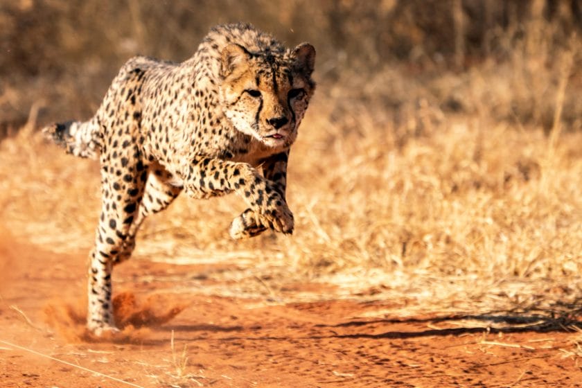 Cheetah running in Namibia.