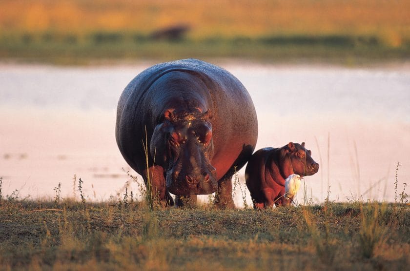 Hippo mother with her baby in the Okavango Delta, Botswana.