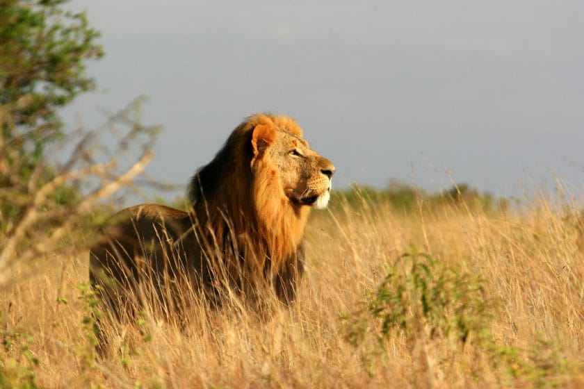 A majestic male lion.