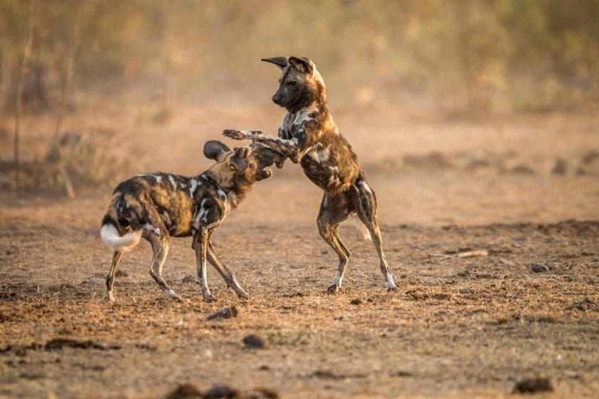 bigstock-playing-african-wild-dogs-in-t-143521886.jpg