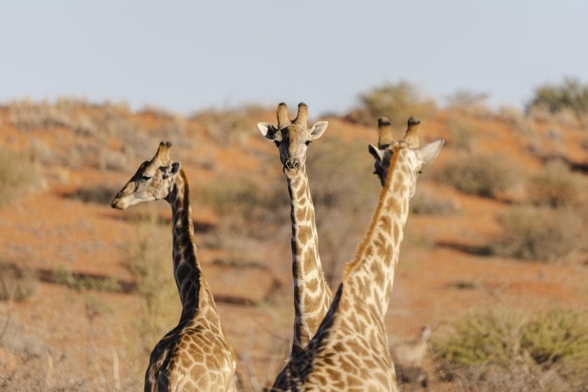 Giraffes in the Kalahari