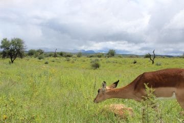auas safari lodge windhoek