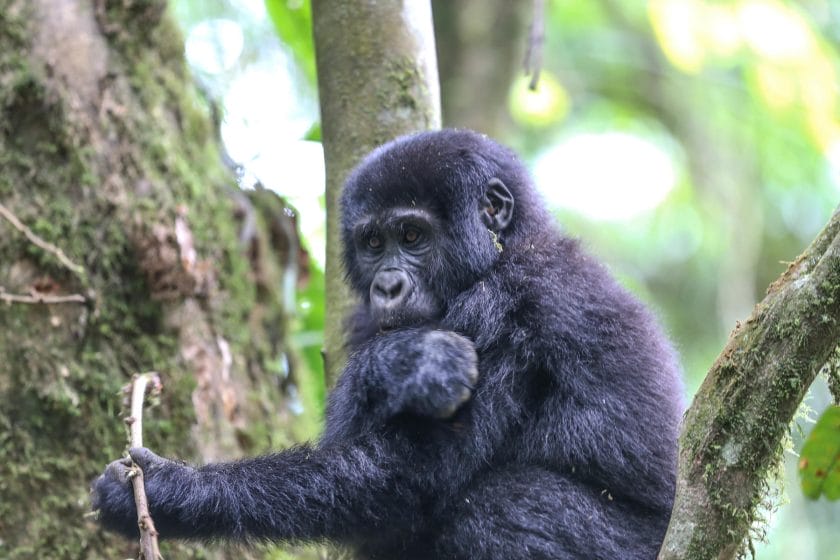 Young gorilla in Uganda | Photo credits: Nkuringo Bwindi Gorilla Lodge
