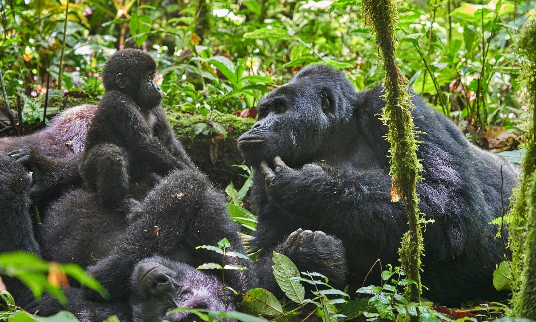 nature tourism in uganda